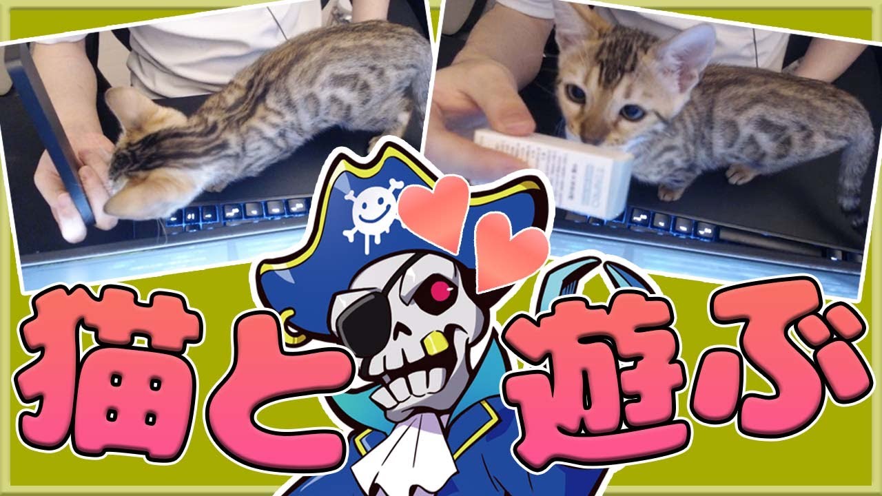 【Mondo切り抜き】猫ちゃん×モンドの実写配信で可愛いが渋滞www【APEX】【アラちゃん】