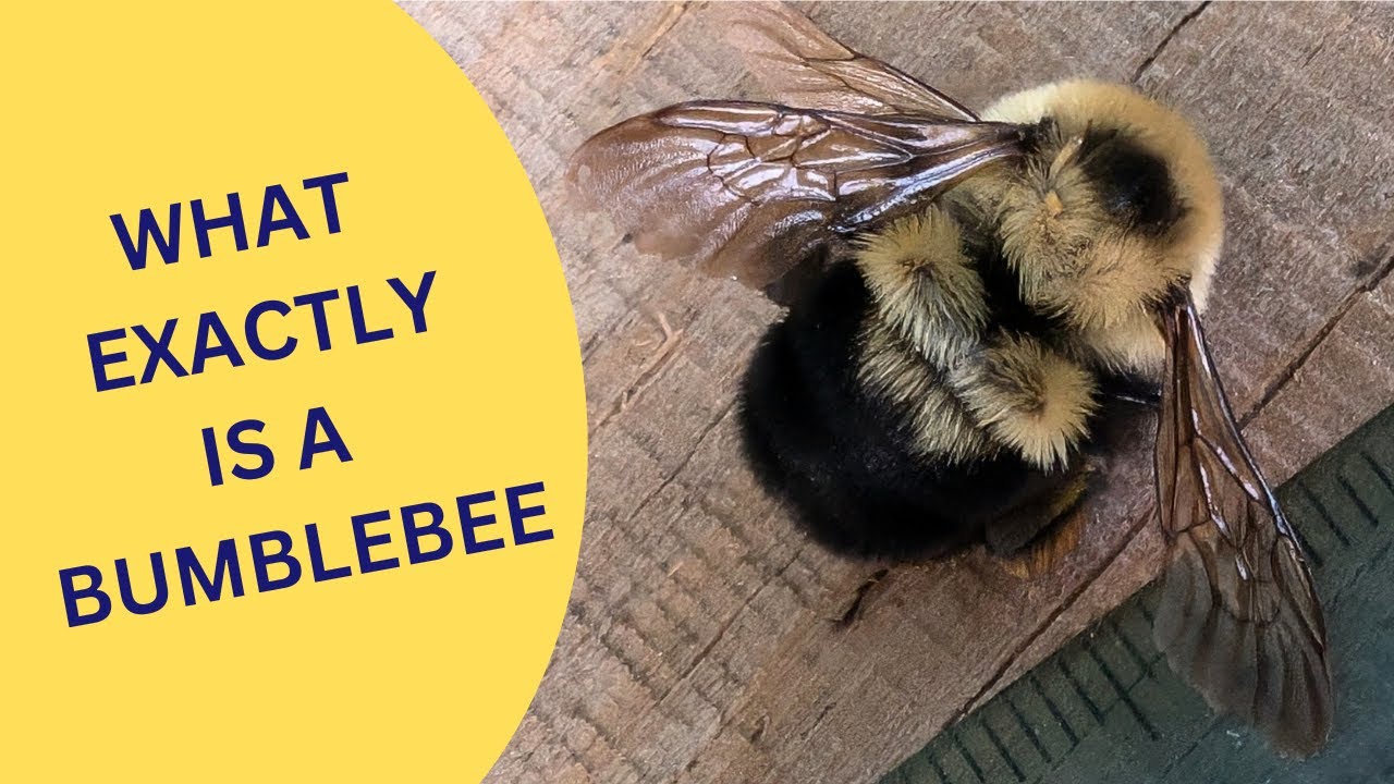 What is a Bumblebee 2025