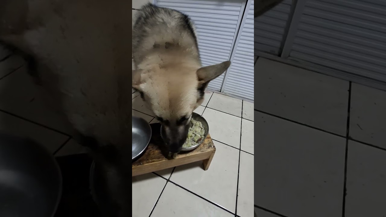 Vem comer batata doce com o luki. 