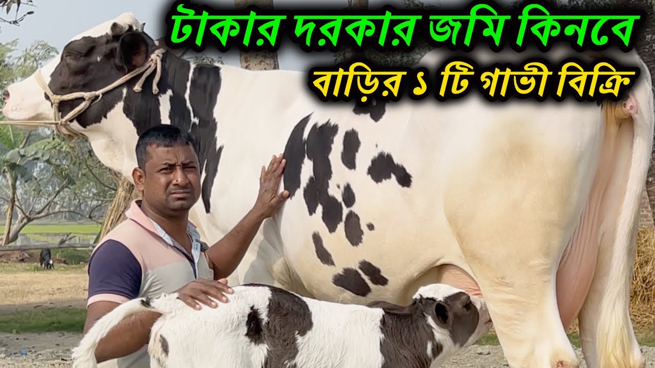 টাকার দরকার জমি কিনবে বাড়ির ১ টি গাভী বিক্রি সরাসরি প্রান্তিক খামারির বাড়ির গাভী কিনুন