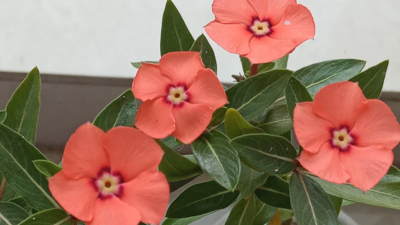 রেয়ার নয়নতারা চারা ফুল ফুটছে// Rerar Vinca Plant Flower  Blooming 