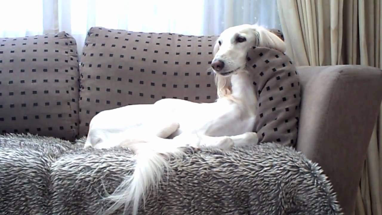 Singing Saluki