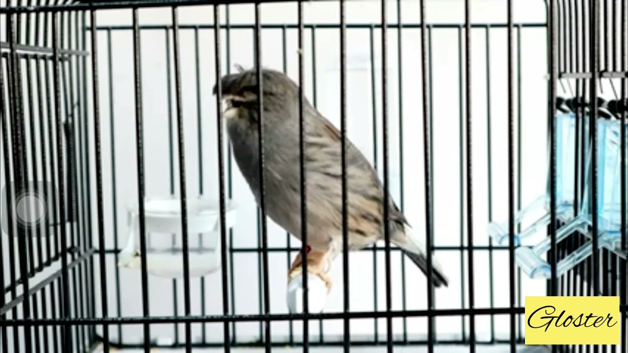 تغريد كناري جلوستر canari gloster chante