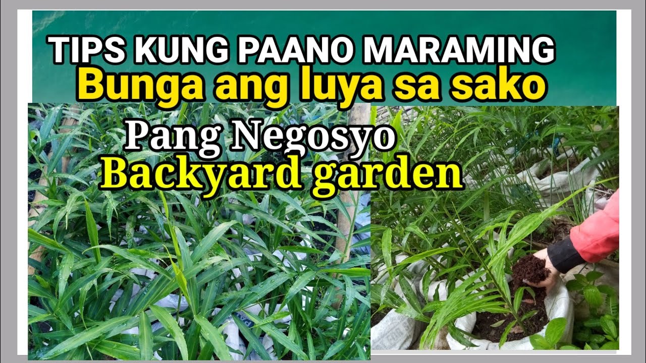 GROWING GINGER IN SACKS AND TIPS TO GET GOOD HARVEST..