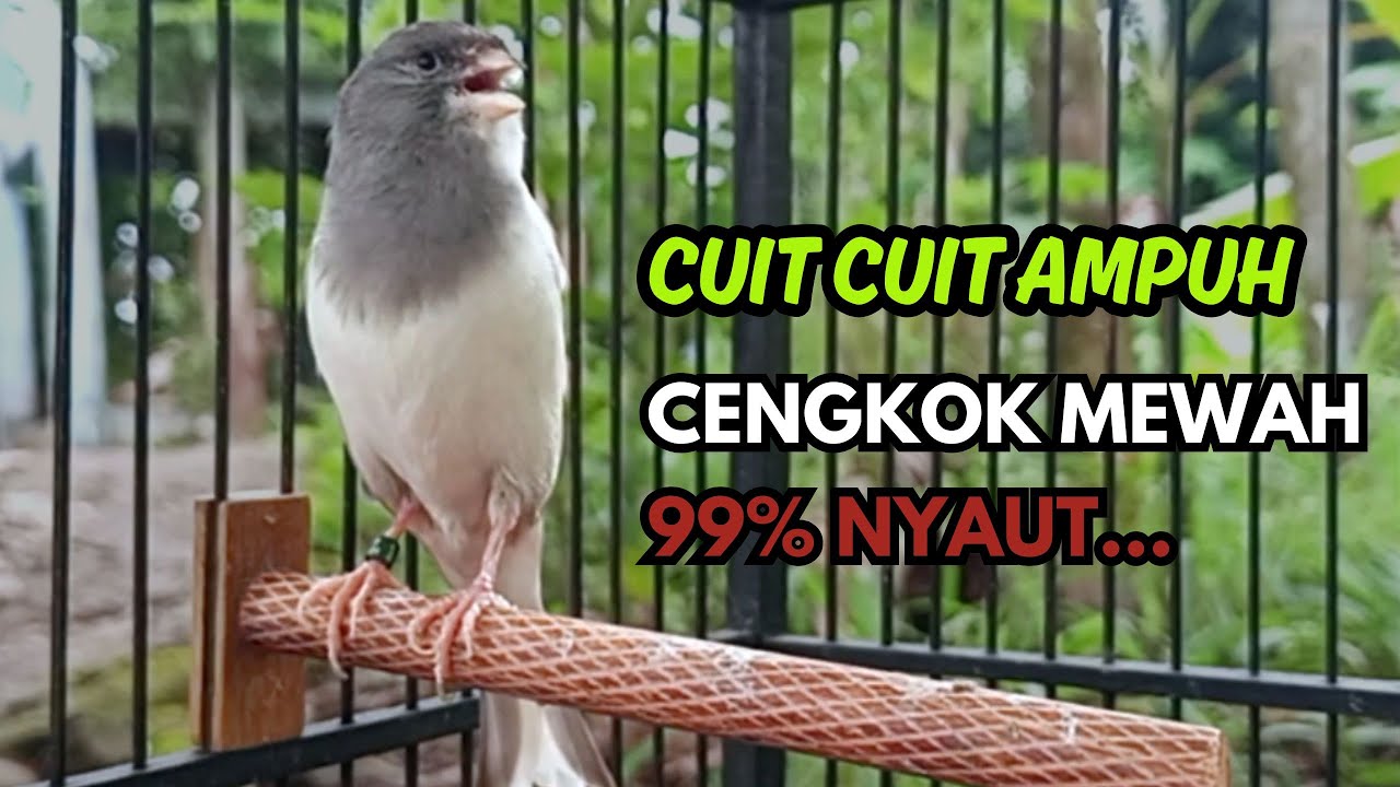 KENARI GACOR  Cuit CUIT BIRAHI SUARA Kenari MASTERAN TERBAIK UNTUK PANCINGAN & MASTERAN Kenari PAUD