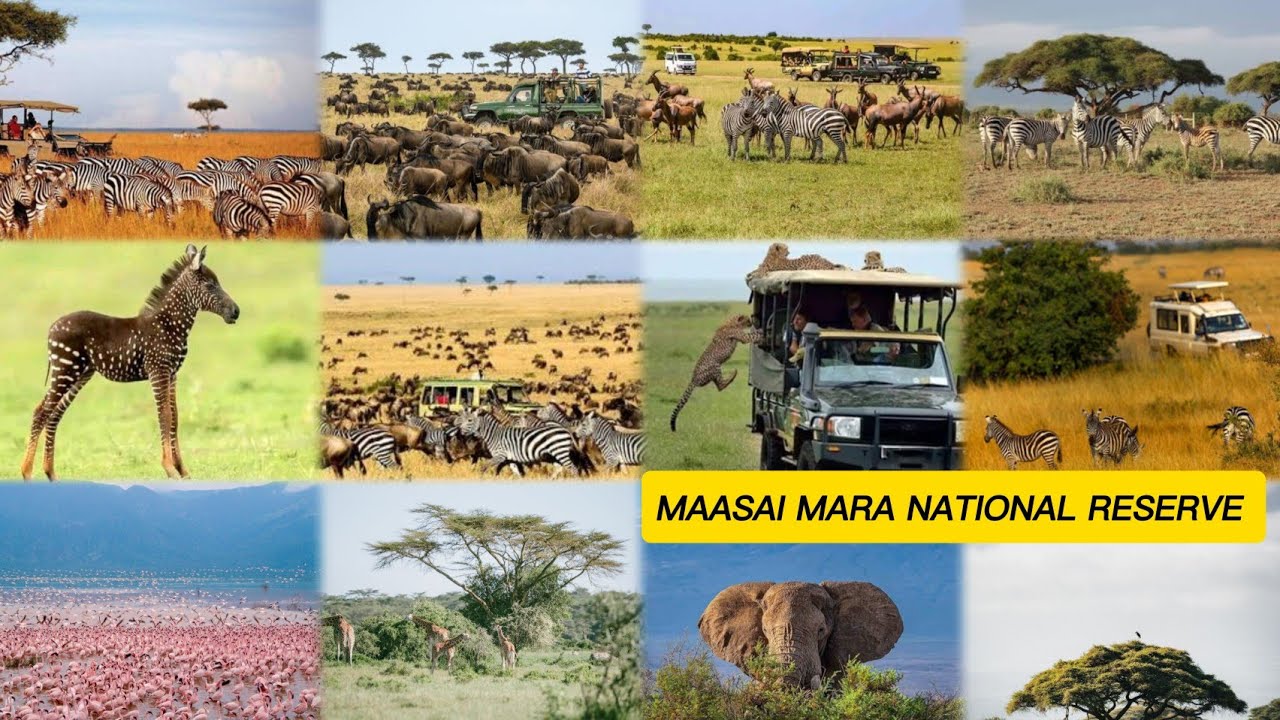 Maasai Mara National Reserve &ndash; Kenya&rsquo;s Top Safari Spot for the Great Migration & Big Five