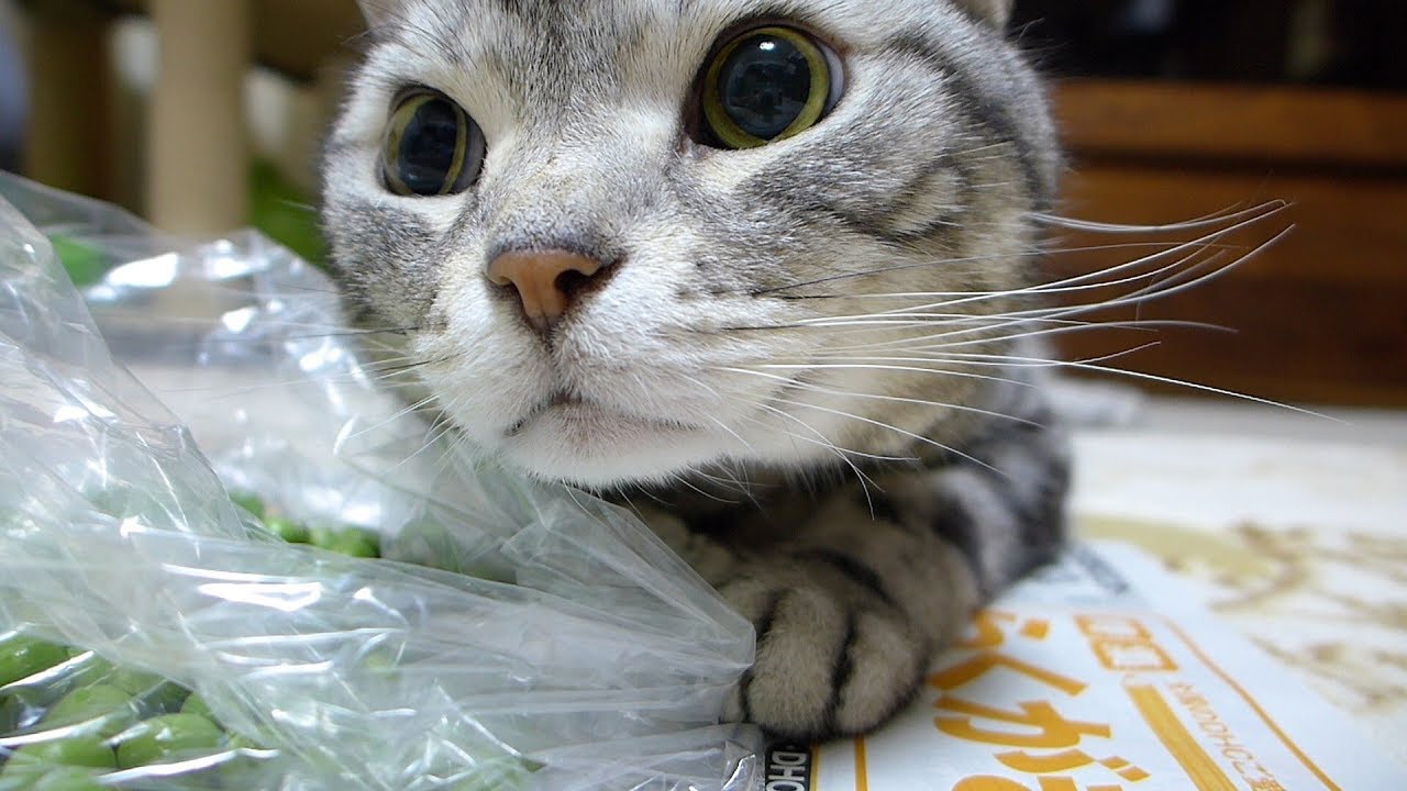 ピースの登場に喜びを爆発させる猫
