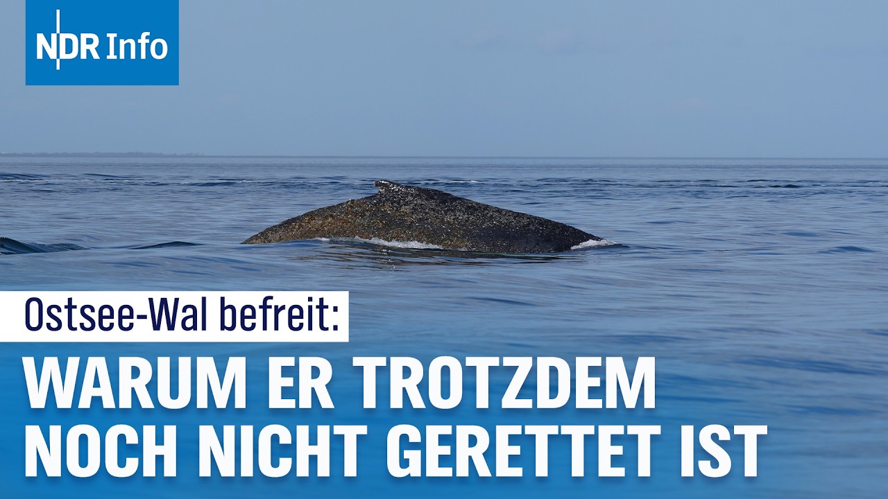 Walrettung Ostsee: Buckelwal in Richtung Nordsee unterwegs? | NDR Info