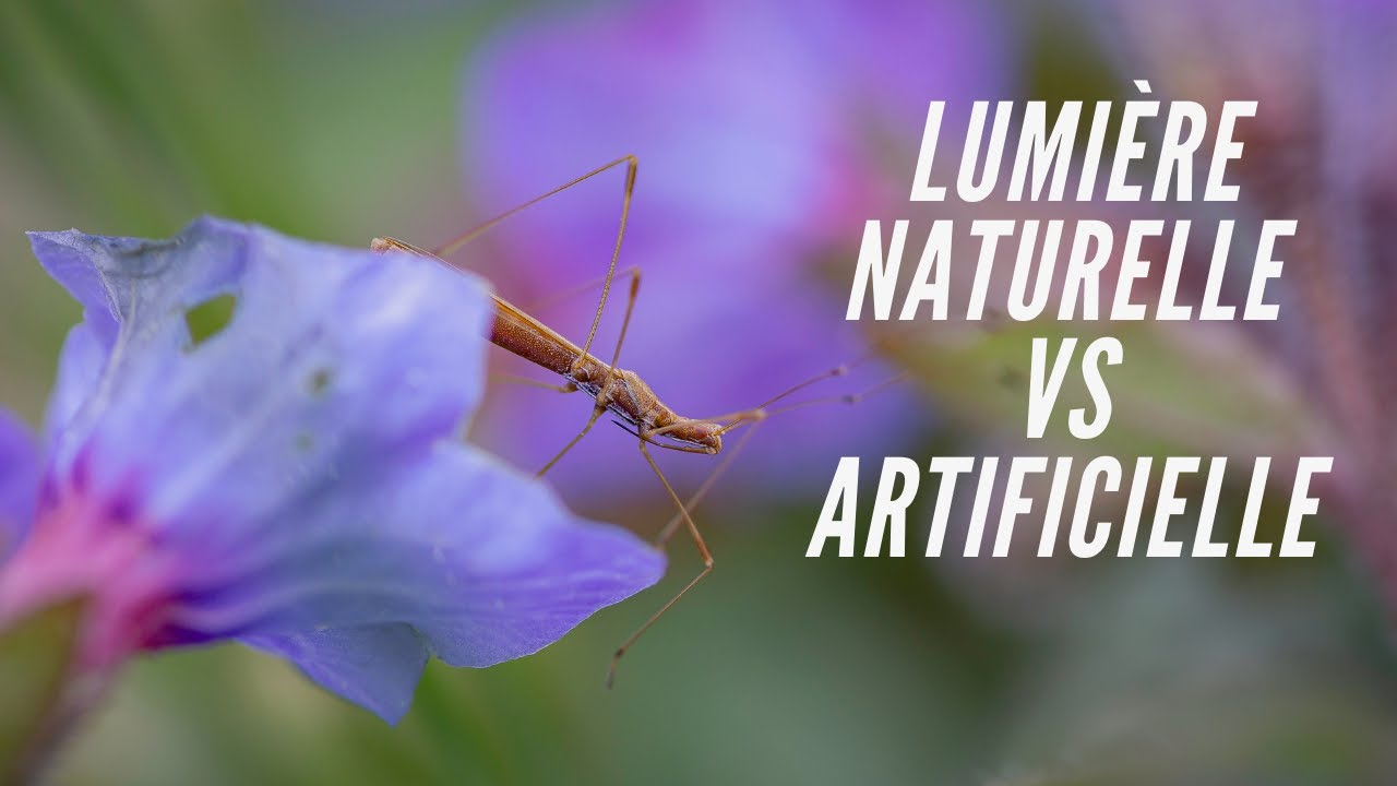 [Macro photo]:  Comment poser des insectes