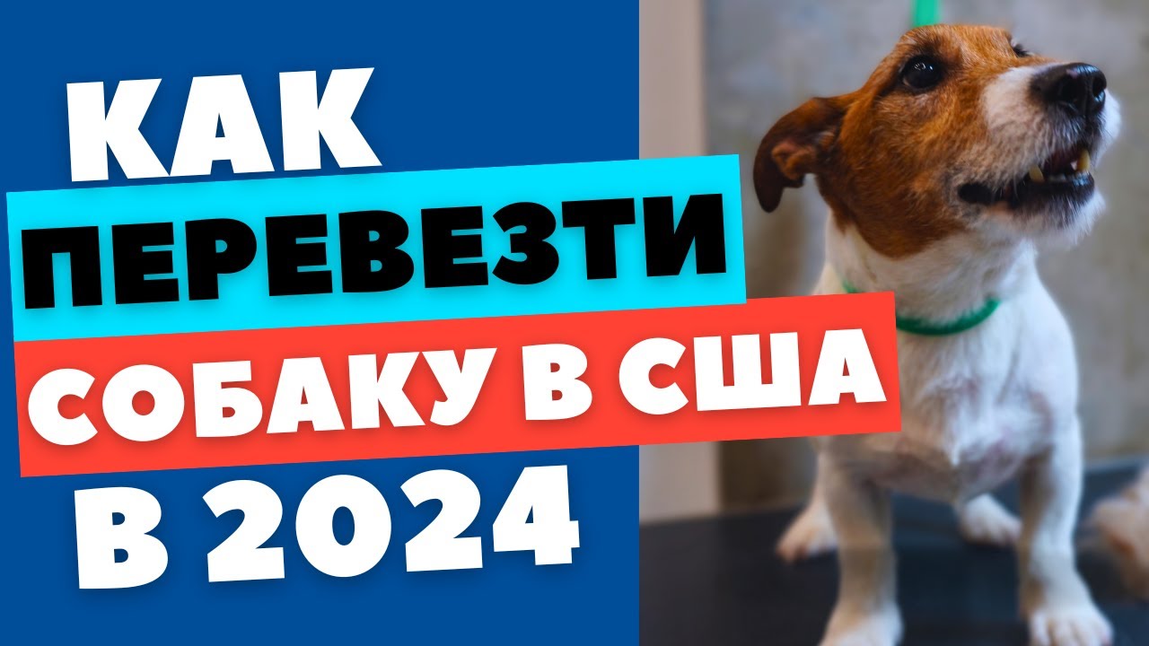 КАК ПЕРЕВЕЗТИ СОБАКУ В США В БАГАЖЕ ЧЕРЕЗ ТРЕТЬЮ СТРАНУ В 2024