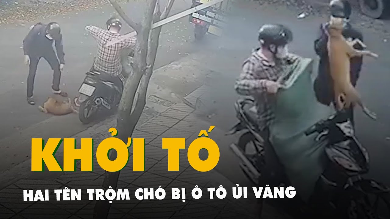 Khởi tố hai tên trộm chó bị ô tô ủi văng ở quận 12, TP.HCM