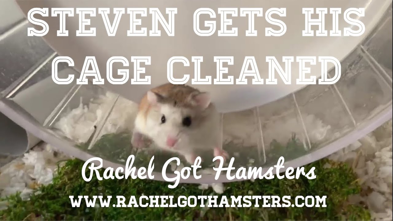 Steven the Roborovski Hamster 🐹 Gets a Bin Cage Clean 🧼 Bin Cage Setup