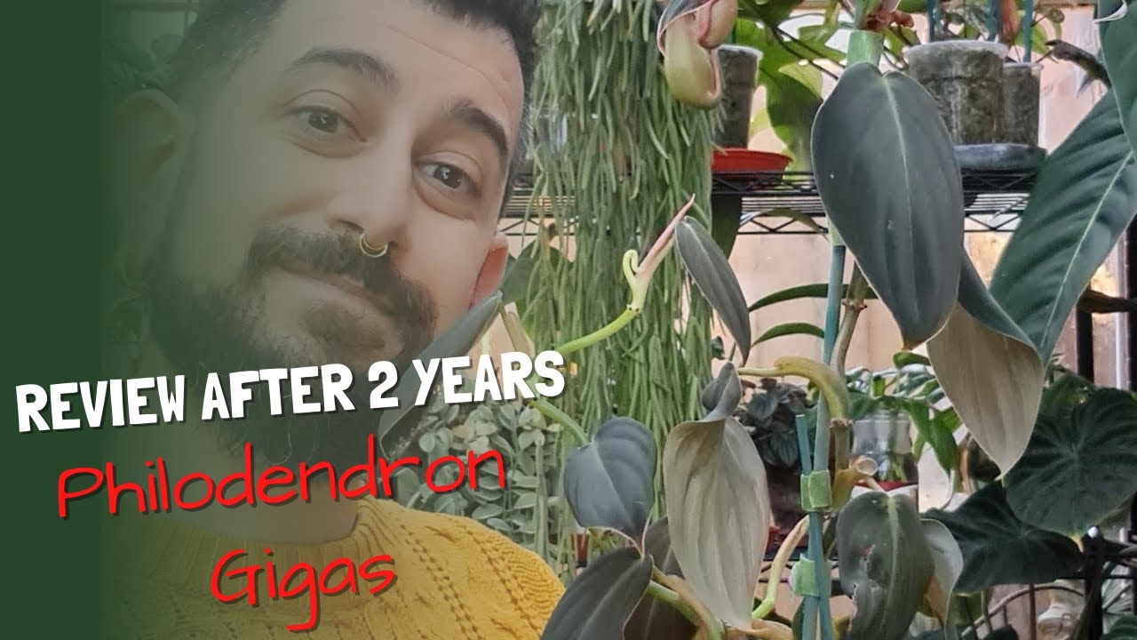 Philodendron Gigas Review | 2 year old Philodendron Gigas | Good & Bad