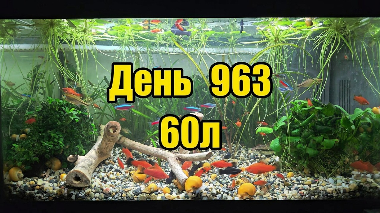 Аквариум 60л. День 963.