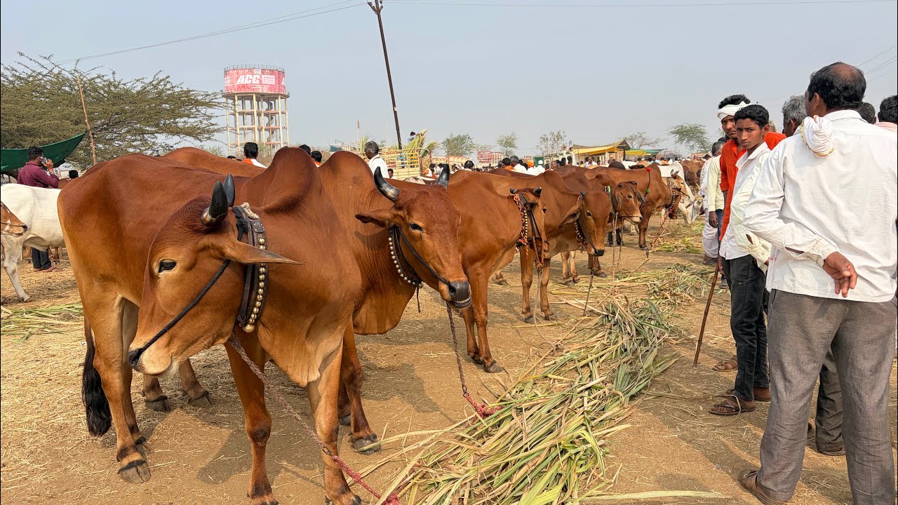 आजचा कामठा बैल बाजार | KAMATHA BAIL BAZAR | OX MARKET| दि : 31/01/2026 | वार शनिवार