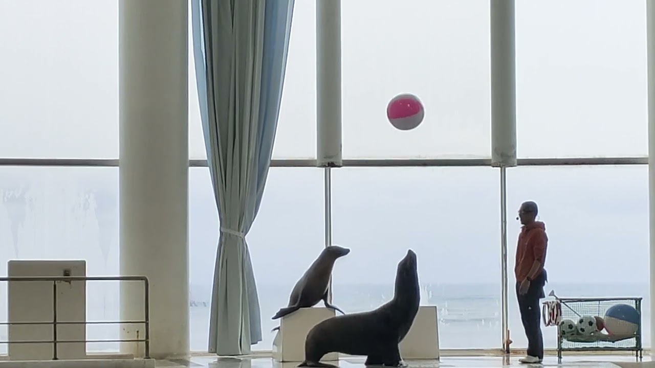 アクアワールド茨城県大洗水族館　イルカ・アシカ　オーシャンライブ　2024.02.06　14:30～