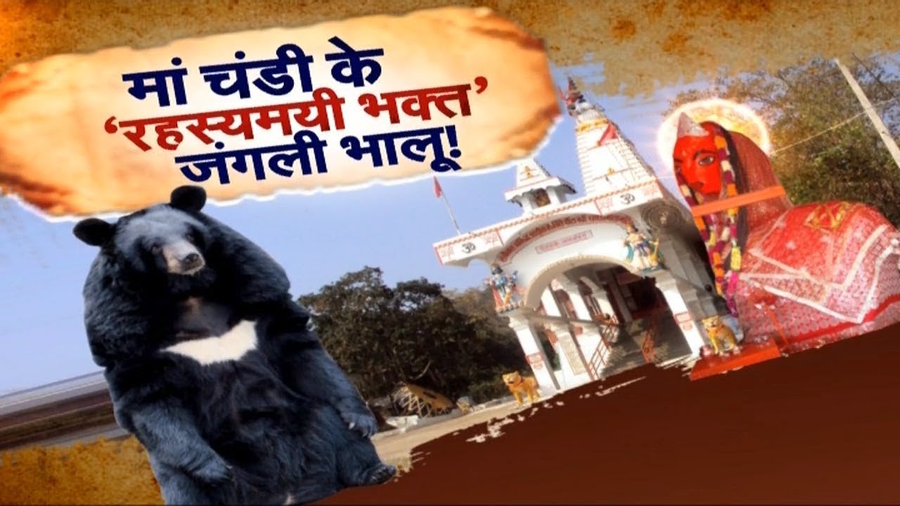 मां चंडी के 'रहस्यमयी' भालू , एक ऐसा मंदिर जहां भालू करते हैं तंत्र साधना !