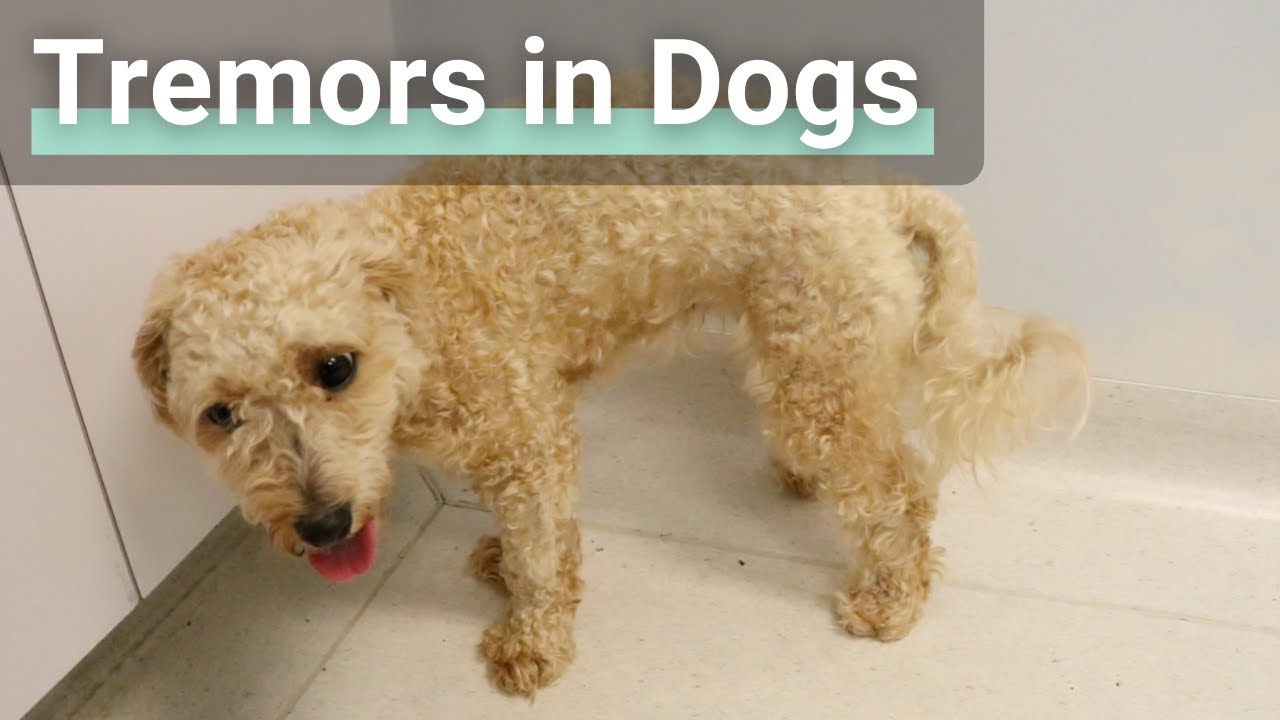 What Do Dog Tremors Look Like?