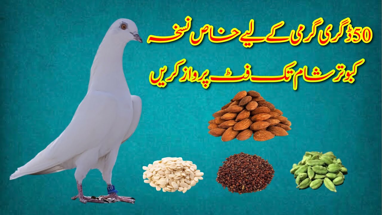 Garmi Main Kabootar Ko Sham Tak Fit Parwaz Karne Ka Nuskha ||Pigeon Cool Water ||