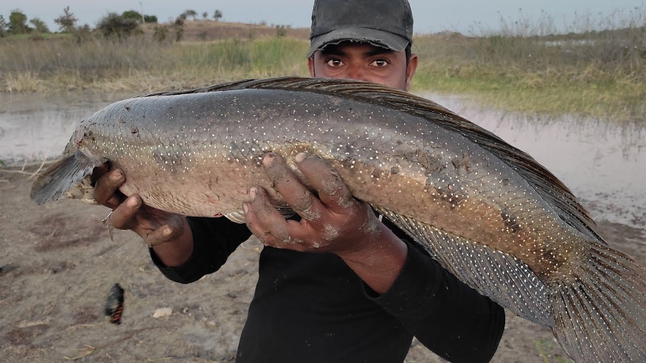Big Size Snakehead Murrel Fish Amazing Back To Back Attack & Catching(लगातार हमलों मे कितनी मिली)