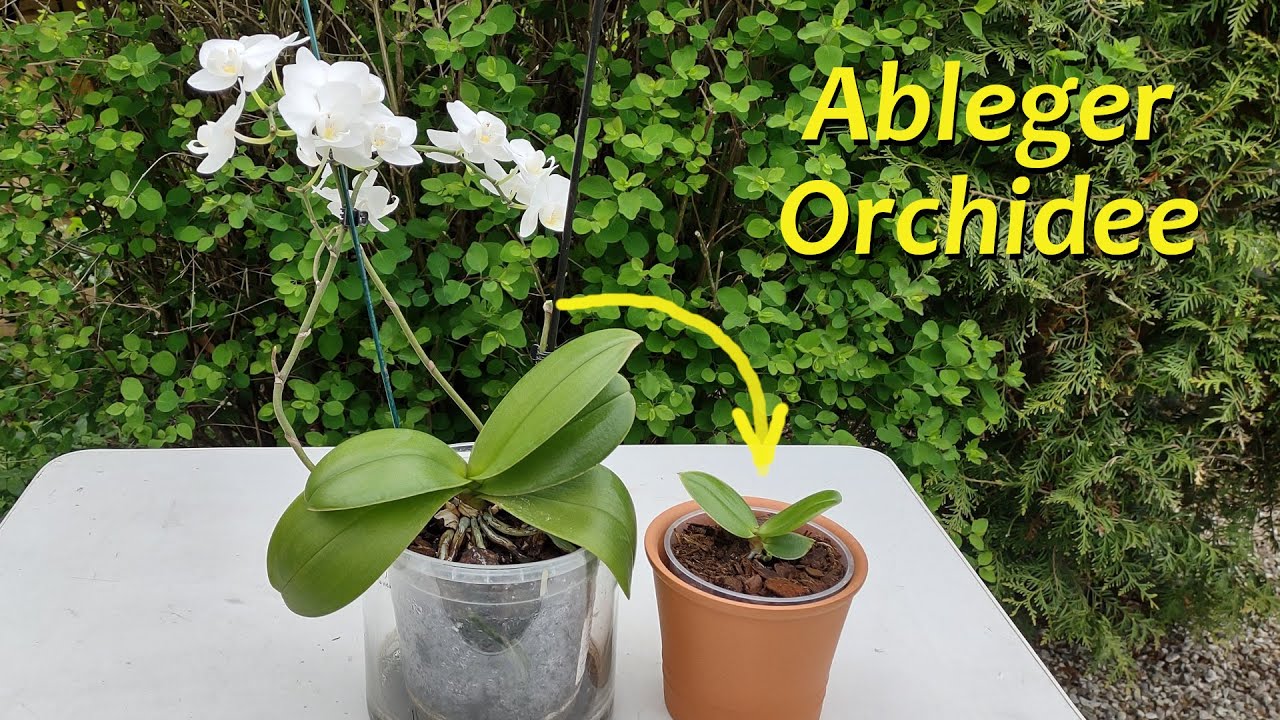 Ableger Orchidee