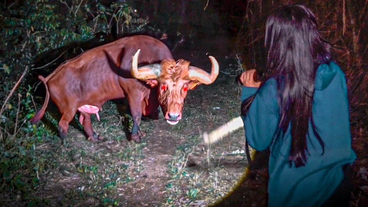 UM BOI APARECEU NA NOSSA FRENTE NA LENDA DO VELHO IN&Aacute;CIO