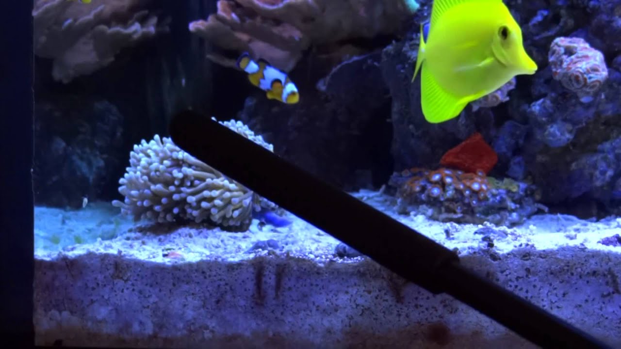 How To Deep Sand Bed Maintenance Part 1