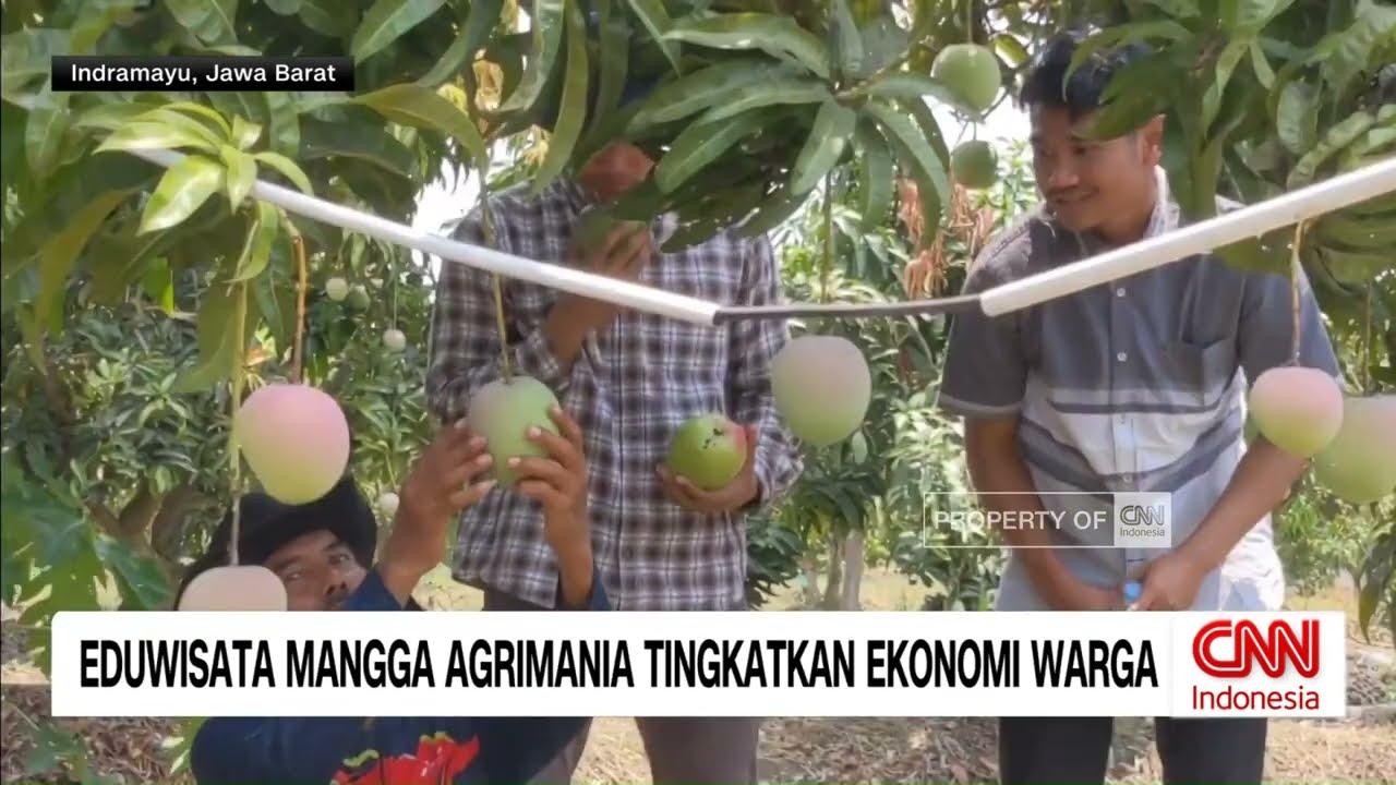 Eduwisata Mangga Agrimania Tingkatkan Ekonomi Warga