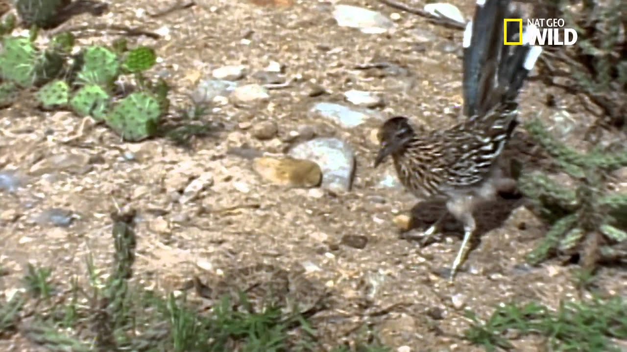 Duel entre un crotale et un géocoucou
