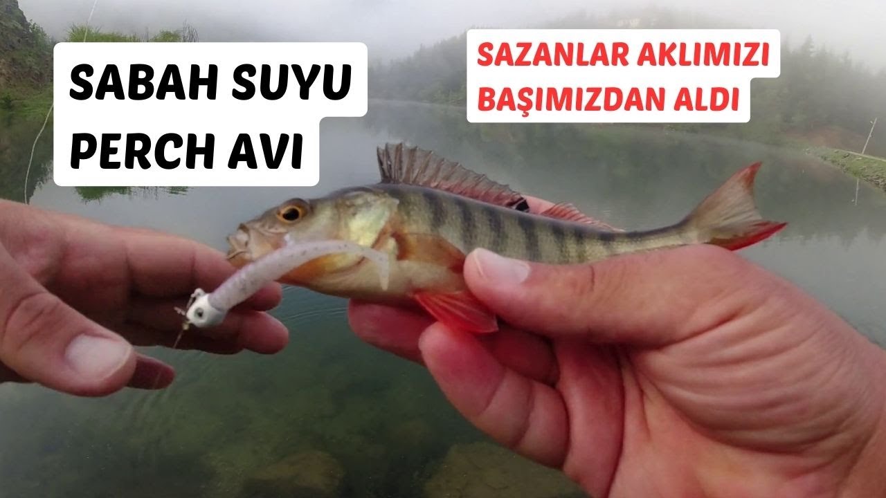 SABAH SUYUNDA PERCH(TATLI SU LEVREĞİ) AVI/ SAZANLAR AKLIMIZI BAŞIMIZDAN ALDI!!!