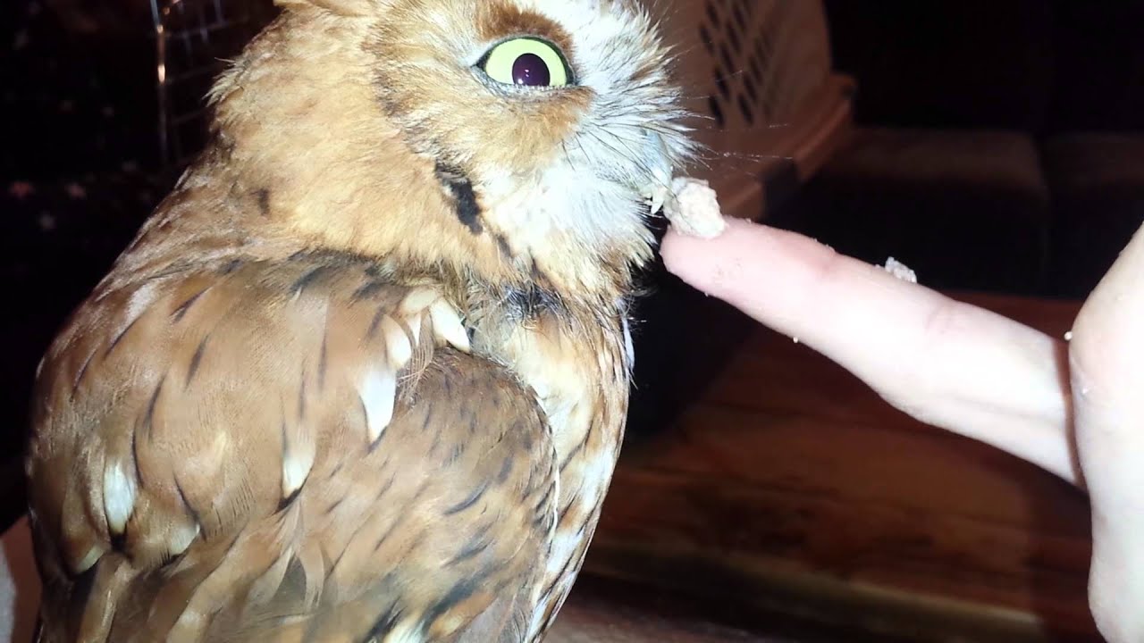 Hand Feeding an Eastern Screech Owl