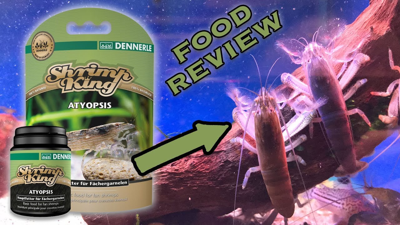 Dennerle Shrimp King Review - Atyopsis