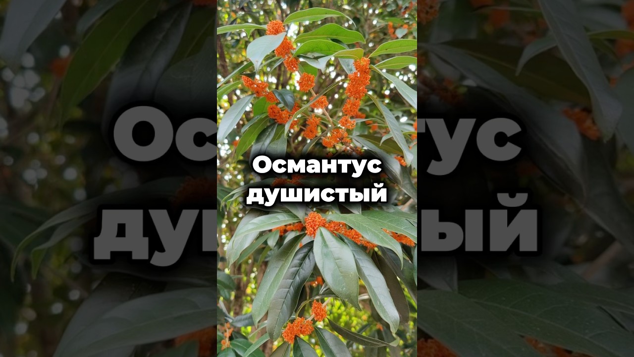 🌿 Османтус душистый &ndash; растение, которое покорит вас своим ароматом! 🌼 #shorts #растения #семена