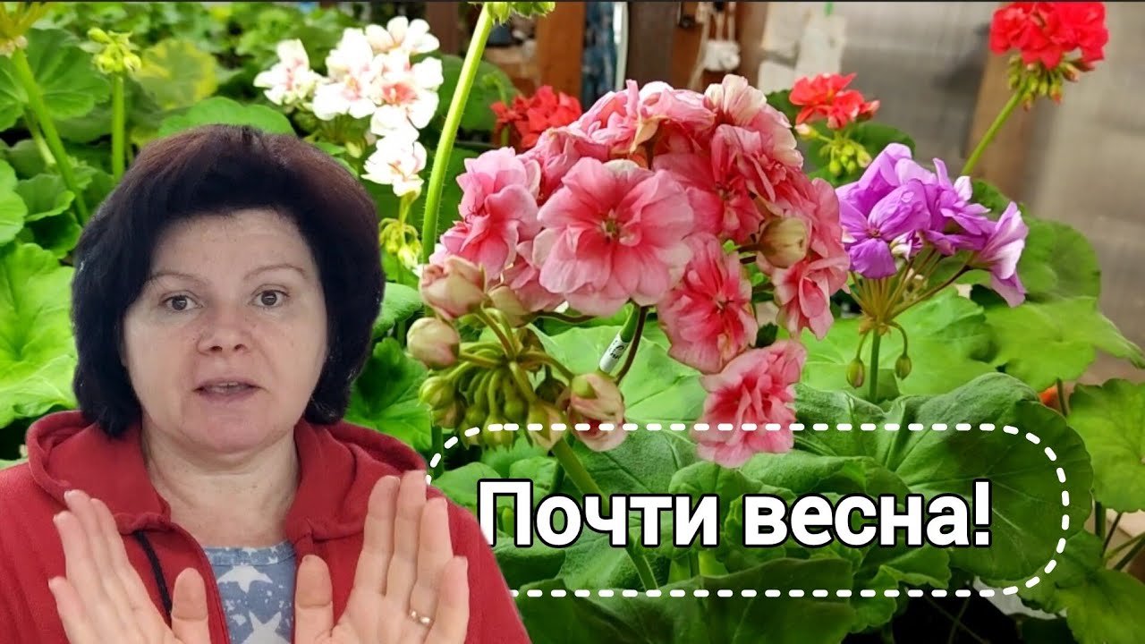Обзор пеларгоний на стеллажах. Конец февраля.