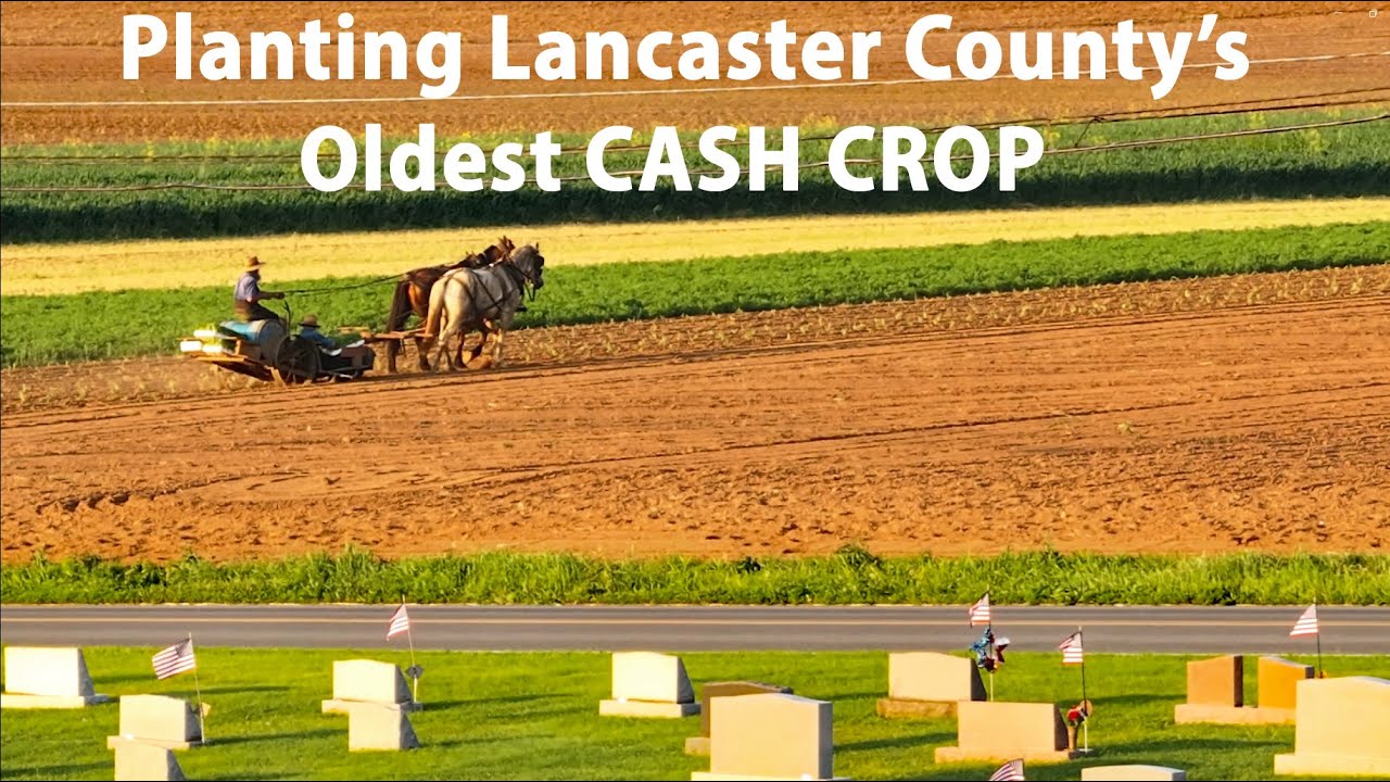 The PLAIN PEOPLE + planting TOBACCO in Lancaster County's Amish Land...Amish and Mennonite
