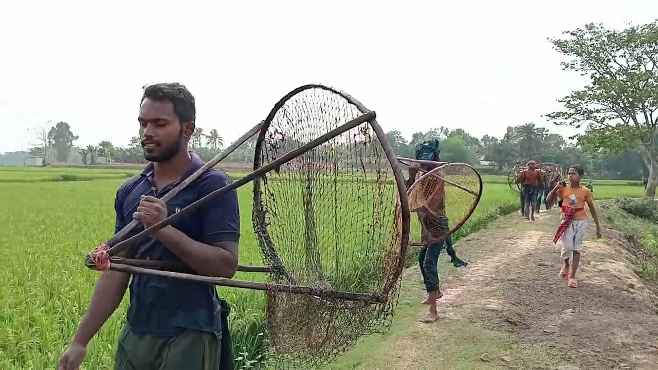 বিশাল বড় গজার মাছ ময়মনসিংহ ফুলবাড়িয়া বড়বিলা বিল ।