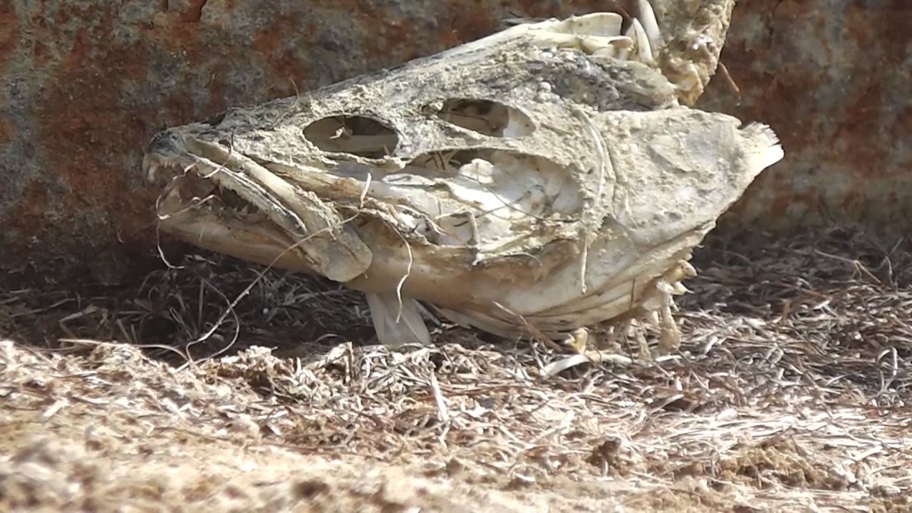 Documentario - Il Lago d'Aral
