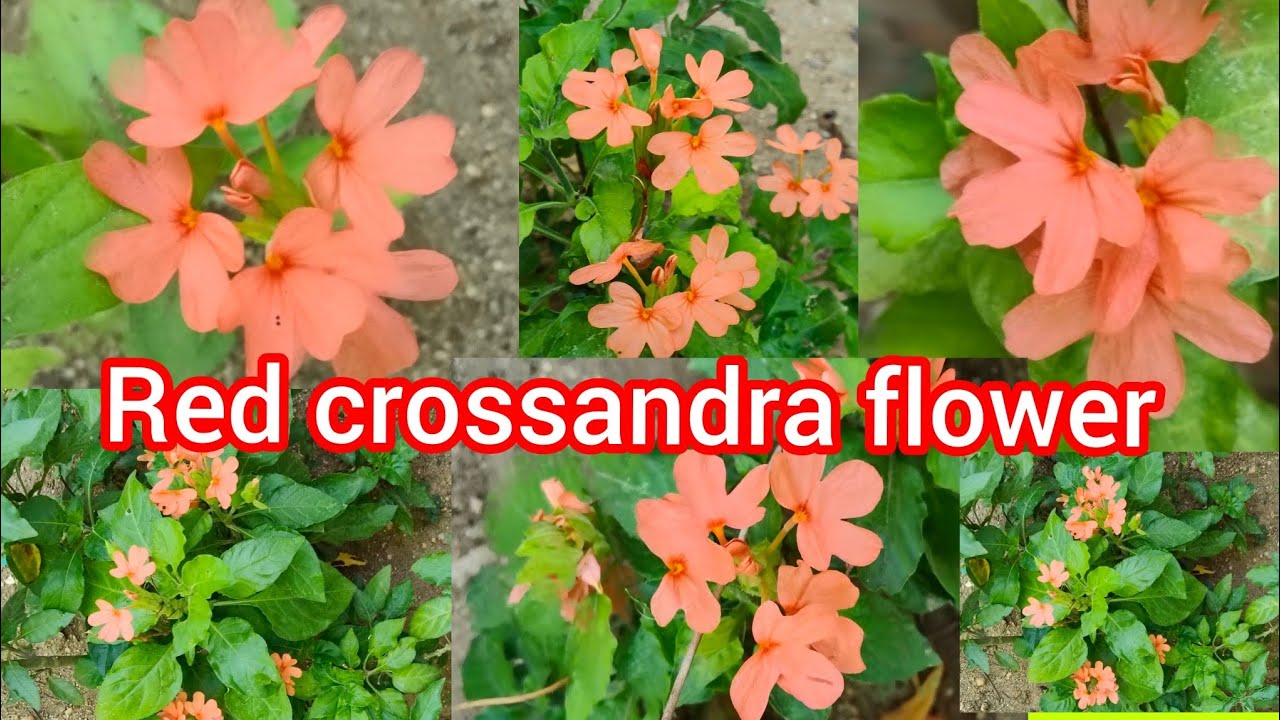 How to grow kanakambaram flower plant 