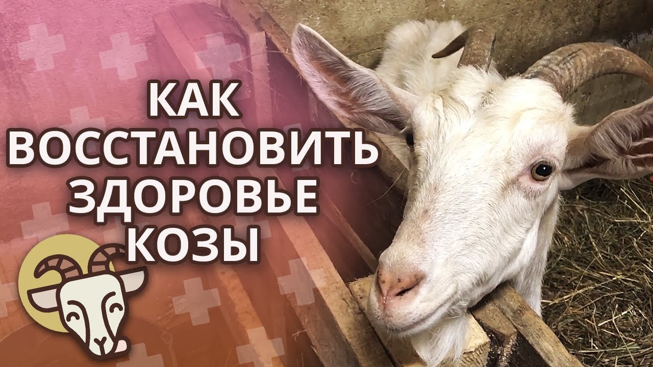 Здоровье козы после окота | Чем кормить козу? Уход за козой после окота