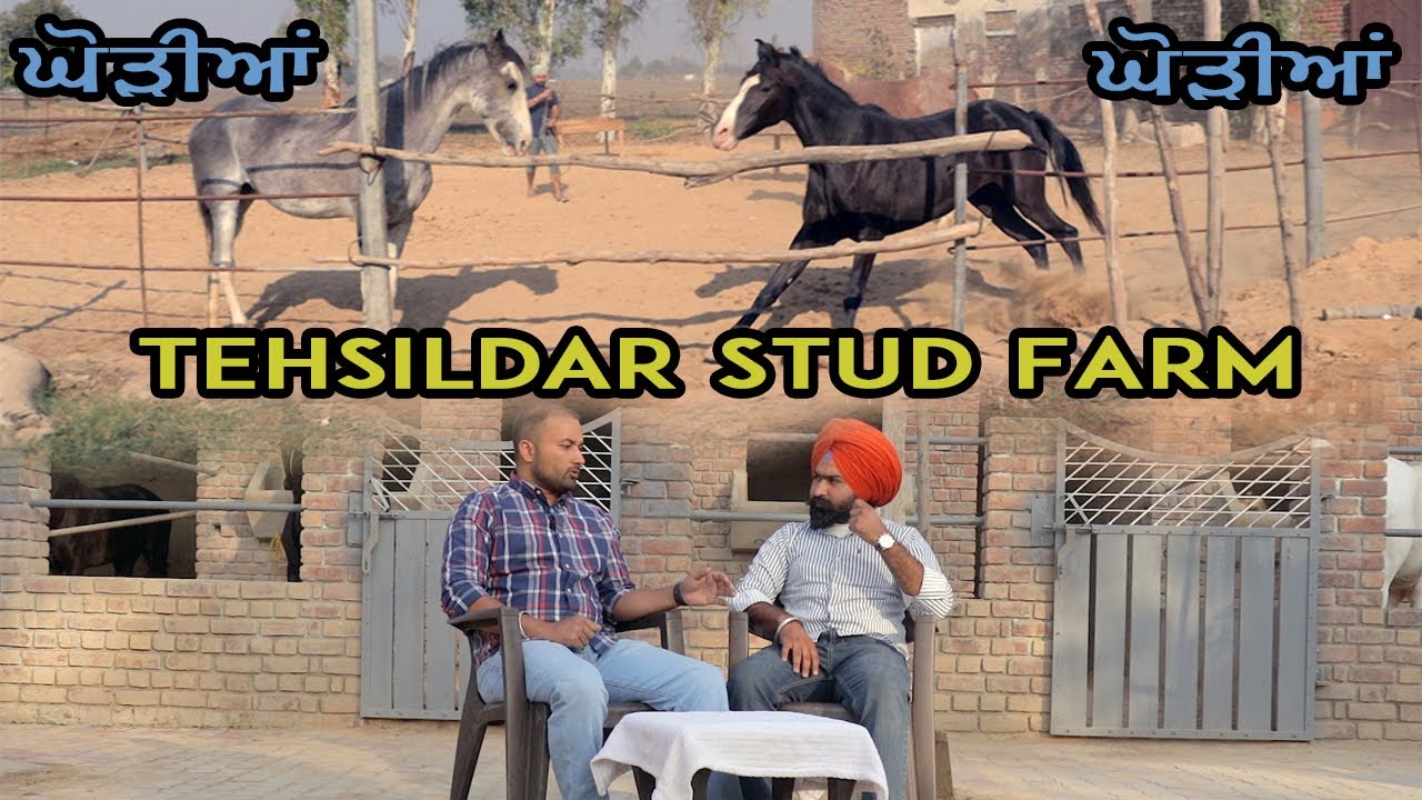 Tehsildar Stud Farm | Horses&Mares | Ferozpur | Malwa Belt | Punjab