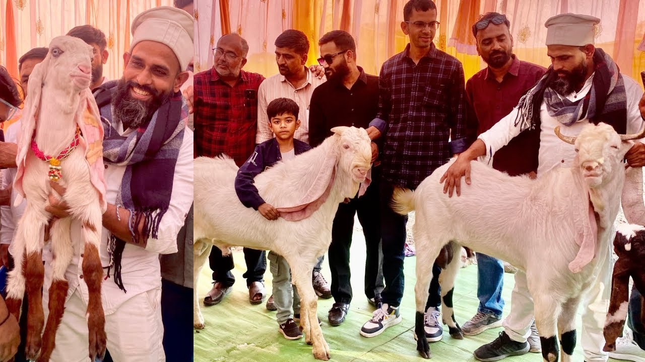 Hedrabadi Goat challenge Sonu Makrani MK Goat  Farm Bhabra 