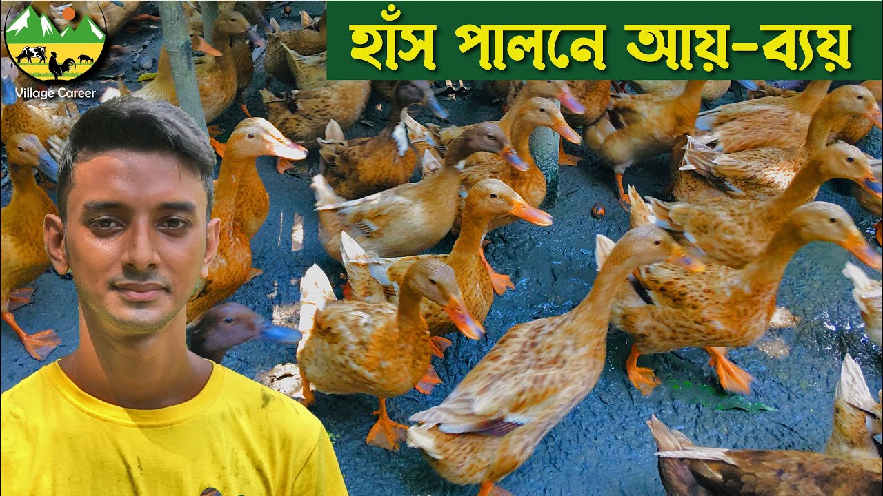 ১০০ হাঁস পালনে লাভ কেমন?হাঁস পালনে লাভ ক্ষতি। Ducks Farming। Deshi hash palon।Village career/ducks
