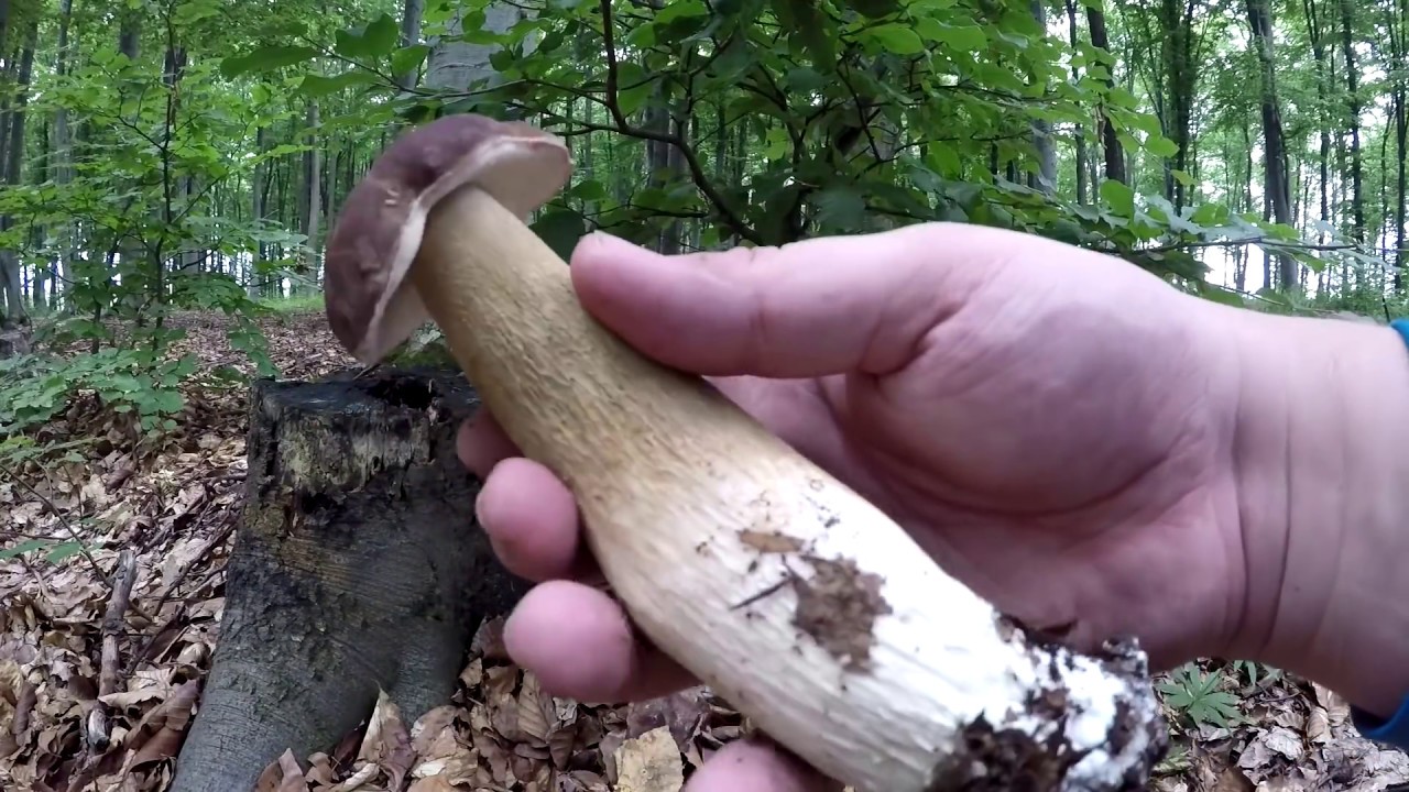 Grande Funghi Porcini, Boletus aestivalis, Hribi, гриб - Grzyby