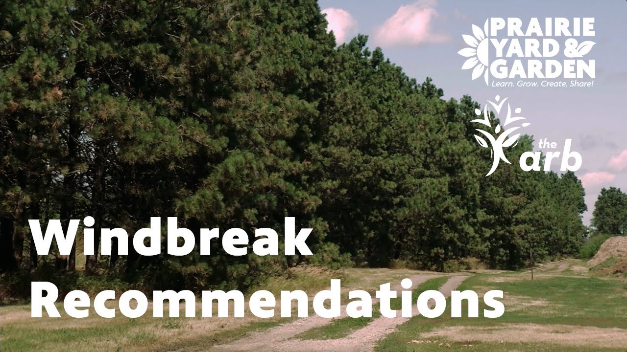 Windbreak Recommendations | Ask the Arboretum Experts