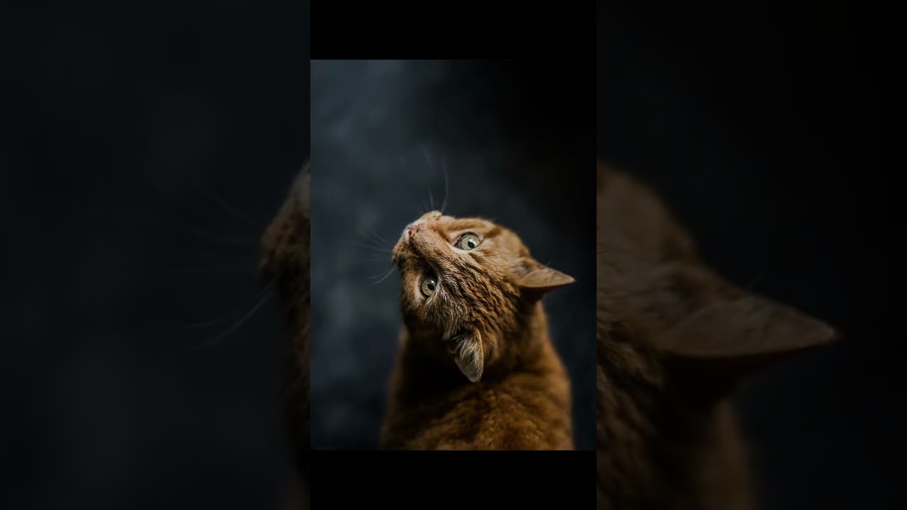 Why Do Cats Chirp? Uncovering the Playtime Mystery!