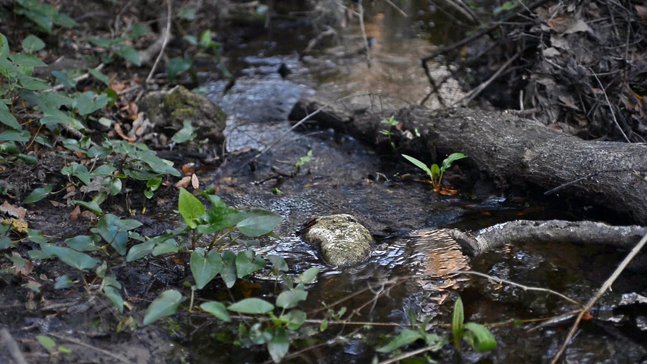 Alafia River State Park: Best Hiking, Biking & Camping & Hills In Tampa Bay, Florida [Jan 2025]