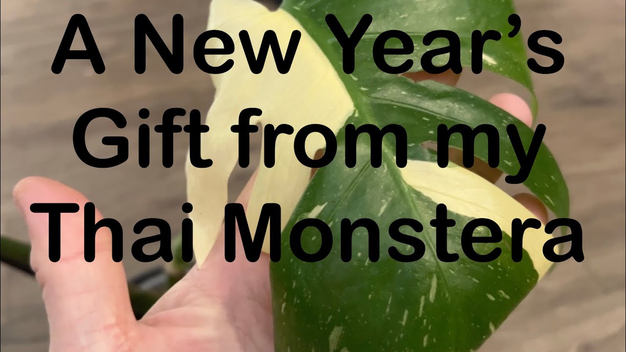 After 6 Months of Nothing… My Monstera Thai Surprised Me 🥹🍃🪴‼️