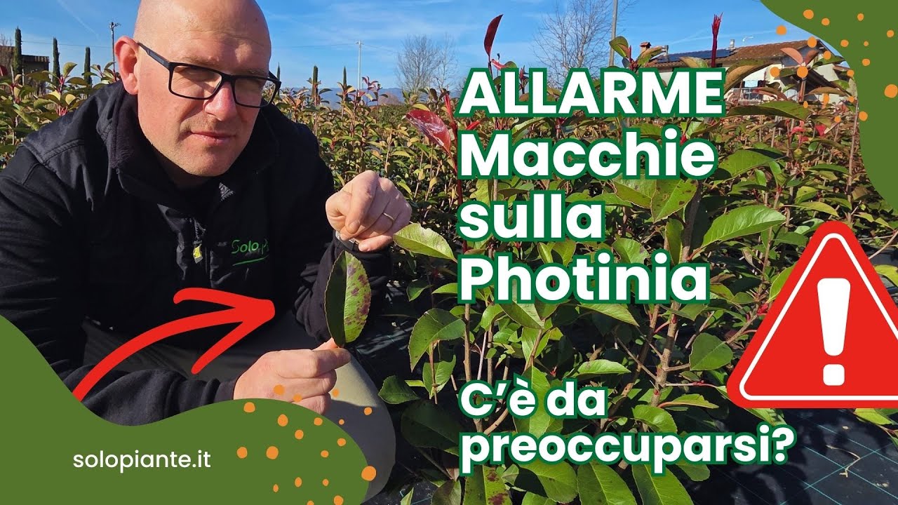 Allarme macchie sulla Photinia? Quando preoccuparsi e quando è normale (in inverno)