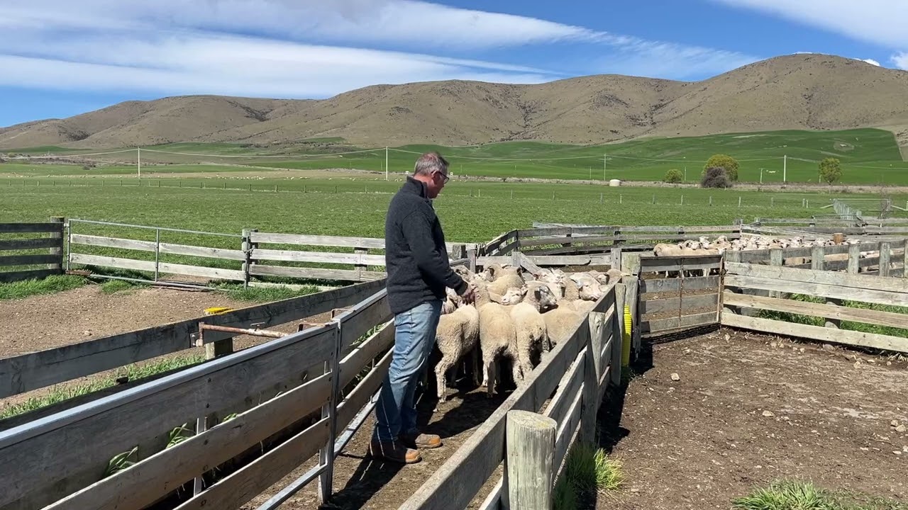 A few tips on Ewe Classing