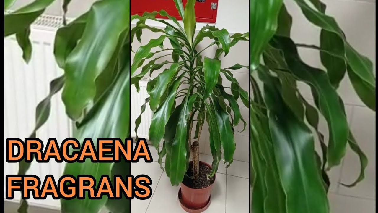 Drecaena Fragrans bakımı- Havayı temizleyen bitkiler- zehirsiz salon bitkileri @eviminrenkleri1061